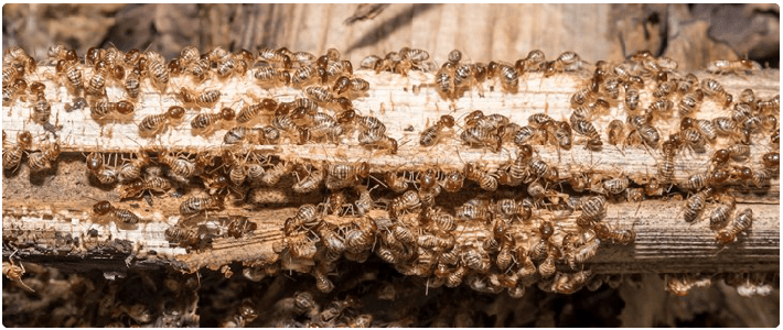 Termite Control Belair